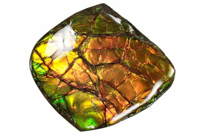 Flashy Ammolite (Fossil Ammonite Shell) - Rainbow Colored #357646